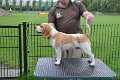 Afb_20140831_Joey (6)